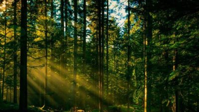 На Львівщині триває робота із посилення охорони лісів