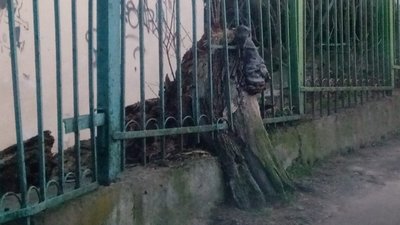 На вулиці Львова пеньок перетворився на лева в клітці (ФОТО)