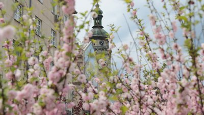Як у Львові квітне ароматна сакура (ФОТОРЕПОРТАЖ)