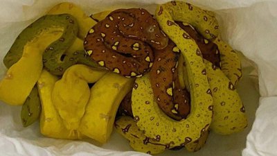 До Львова привезли десятки екзотичних змій та ящірок (ФОТО)