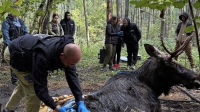У Львові врятували лося (ФОТО, ВІДЕО)