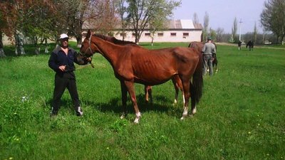 На Золочівщині чоловік викрав коней