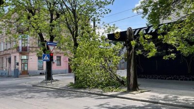У Львові впало дерево (ФОТО)
