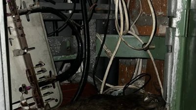 У Львові гризуни зробили гніздо в електрощитовій будинку (ФОТО)