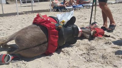 На Херсонщині від спеки та обезводення знепритомнів осел, який возив туристів