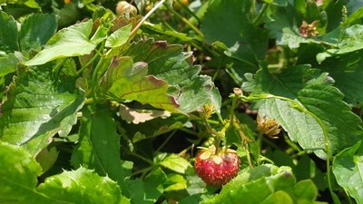 На Львівщині уклали 15 угод купівлі-продажу землі (ФОТО, ВІДЕО)