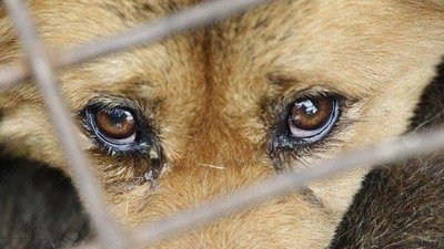 На Сколівщині чоловік прив’язав до дерева і зарубав сусідського пса