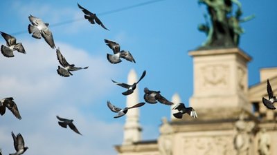 Як львівські  комунальники карають за годівлю птахів (ФОТО)