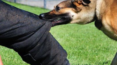 На Стрийщині через скаженого пса оголосили карантин