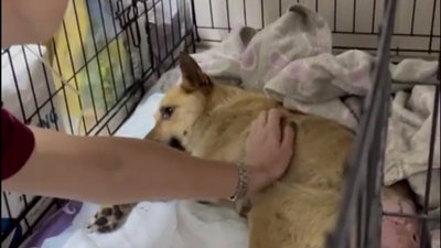 Зоозахисники врятували зґвалтованого собаку на Житомирщині (ВІДЕО)