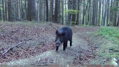 Фотопастка чи червона доріжка: хто цього разу потрапив у кадр