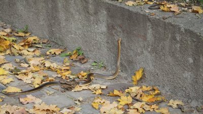 У львівському парку "Високий замок" помітили рідкісну змію (ФОТО)