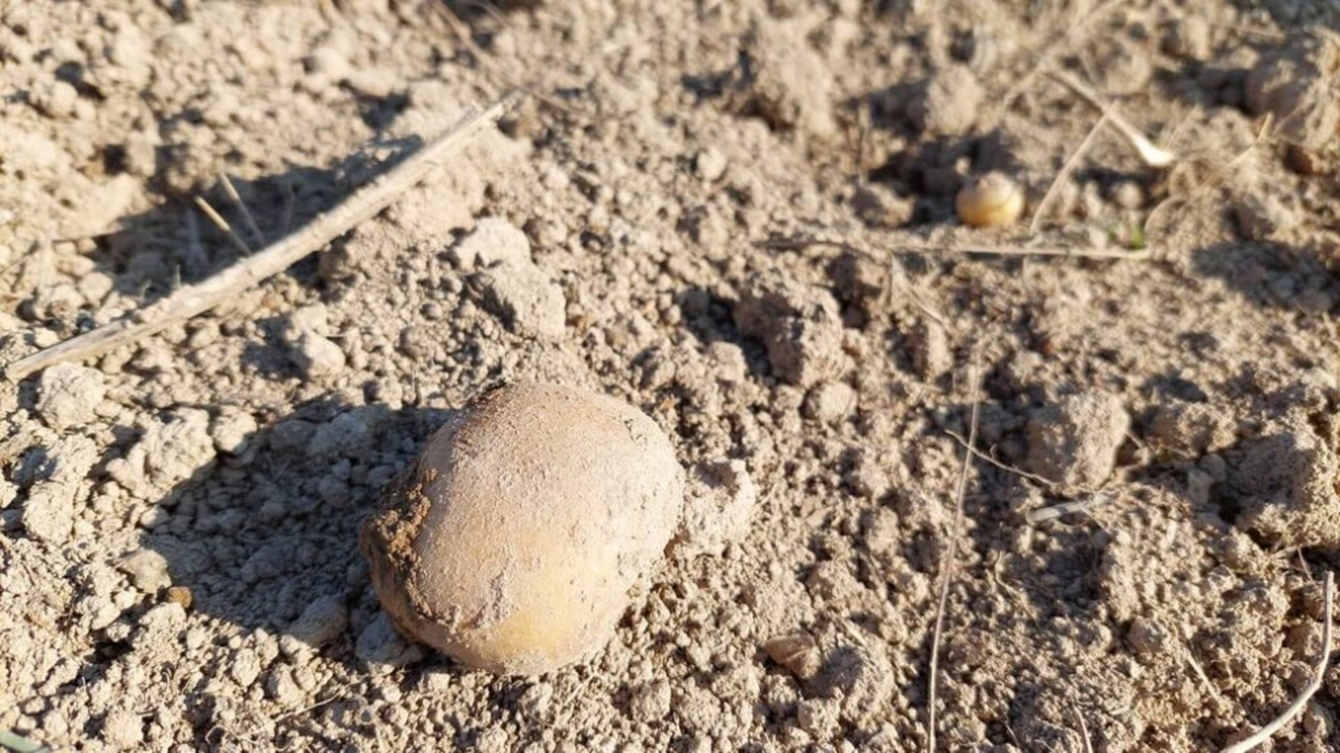 У Музеї Франка на Львівщині виростили понад тонну картоплі для ЗСУ. Суспільне Львів