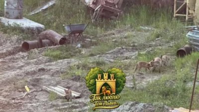 У Львові біля житлових будинків гуляють лисиці