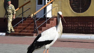 В управління Львівського прикордонного загону прийшов лелека (ФОТО)