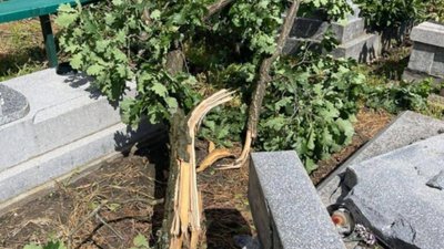 На Львівщині дерева понищили могили на цвинтарі