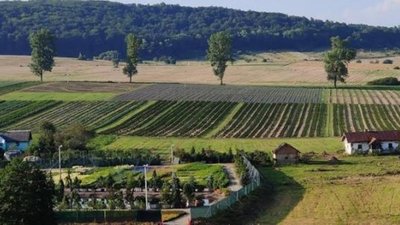 Поблизу Львова відкриють нову туристичну локацію із лавандами