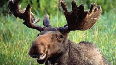 У Львові лось забіг на приватне подвір'я і помер