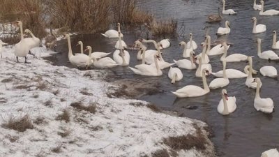 На Львівщині через місцевих жителів гинуть лебеді, які прилітають на зимівлю (ФОТО)