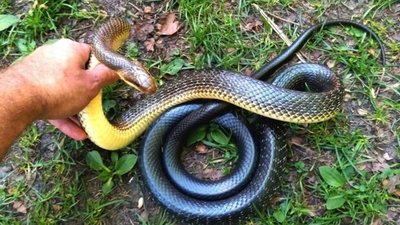 На Львівщині помітили гадюку
