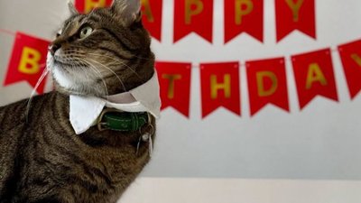 Котячий мер Львова святкує ювілей
