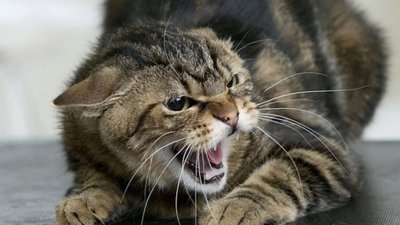 На Львівщині запровадили карантин через сказ