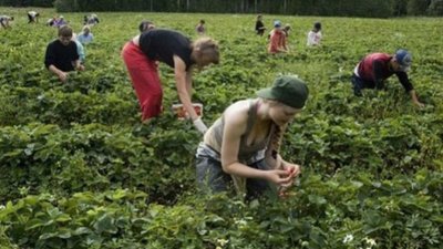 На Львівщині набирає популярності незвичайна агророзвага «магазин на грядці»