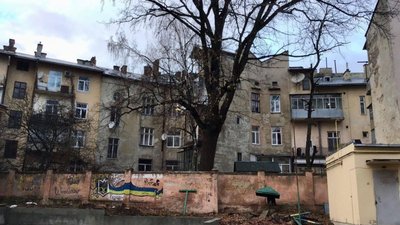 У Львові вимагають зрізати 150-літній дуб (ФОТО)
