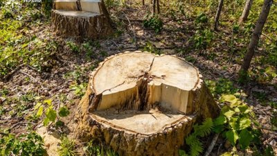 У Львові двом керівників парків Садового оголосили підозру