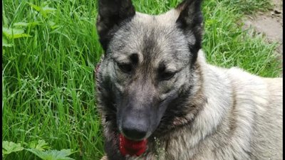 У Львові не будуть штрафувати собачників за відсутність намордників
