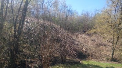 Як у Львові на заповідній території знищили більше сотні дерев (ФОТО)