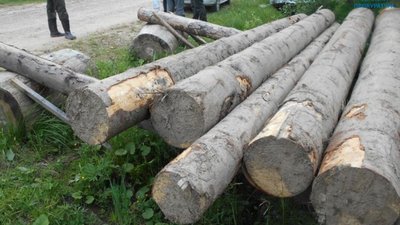 На Львівщині двоє місцевих мешканців незаконно нарубали дерев на мільйон гривень