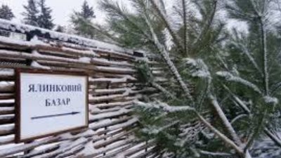 У Львівській ОДА повідомили де будуть ялинкові базари