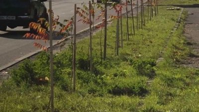 У Дрогобичі висадили 21 оцтове дерево (ФОТО)
