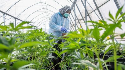 В Україні створюють власний сорт канабісу
