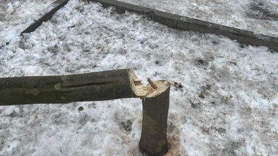 У Львові вночі на вулиці зрізали дерева (ФОТО)