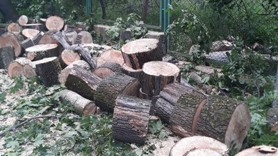 На Львівщині у заповіднику порубали дерева