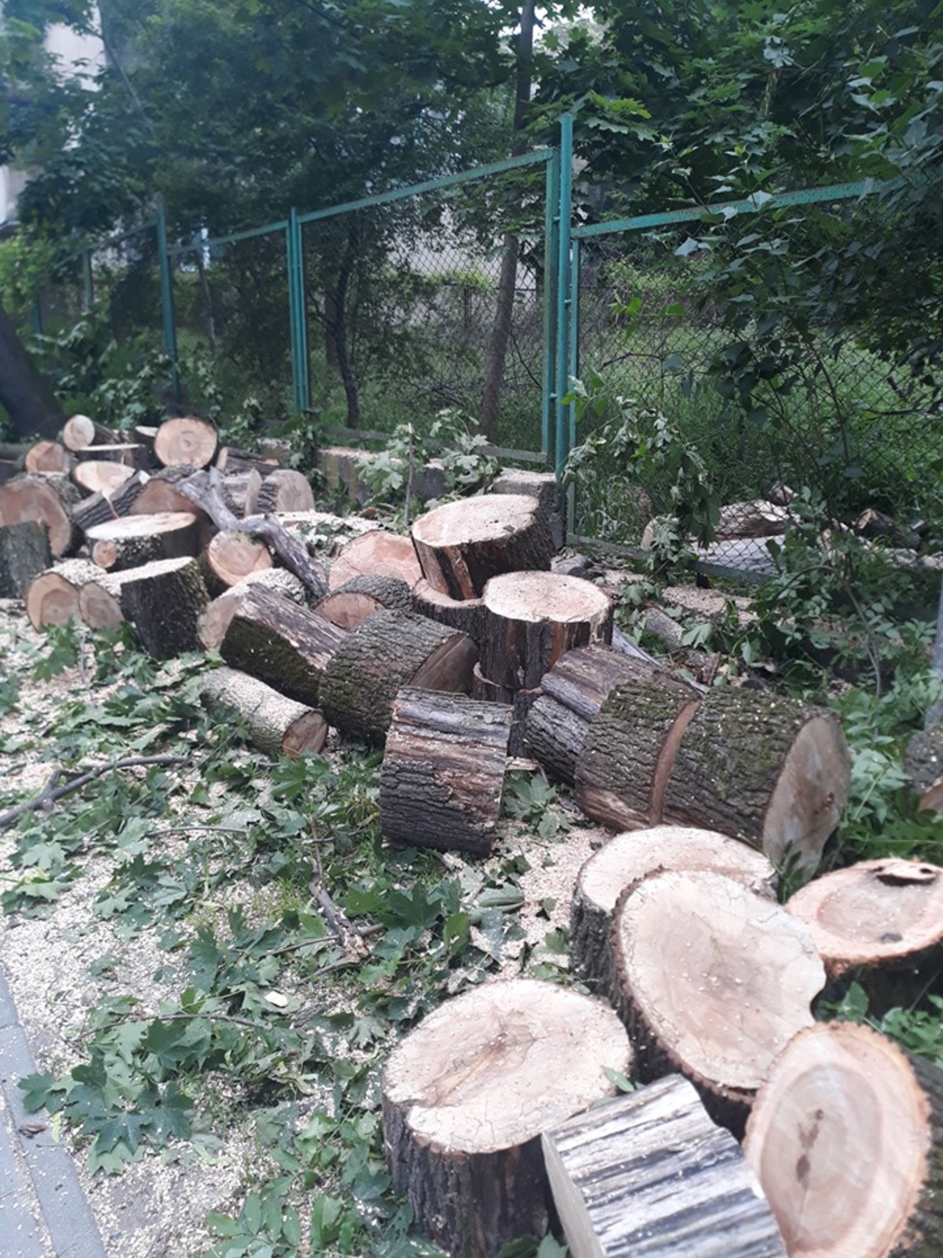 Підлеглі Садового продовжують зрізати дерева у Львові