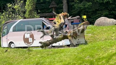 На Львівщині дерево впало на автобус