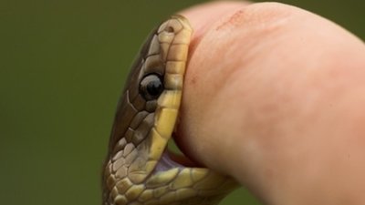 На Львівщині 2 людей потрапили до лікарні через укус змії
