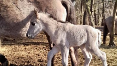 У нацпарку на Львівщині народилося лоша нащадків рідкісних диких коней тарпанів