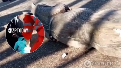 У парку культури "Дубовий Гай" на дитину впала 200-кілограмова скульптура (ВІДЕО)