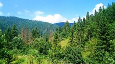 На Львівщині здійснили 824 рейди з охорони лісу та державного мисливського фонду
