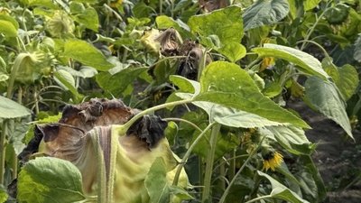 У Львові аграрії обговорили, як зберегти врожай соняшнику та сої