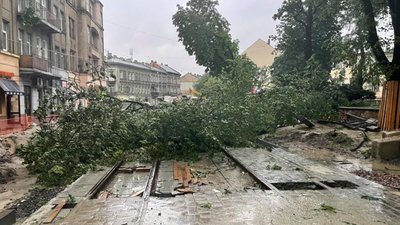 У Львові на вулиці Степана Бандери негода повалила дерева (ФОТО, ВІДЕО)