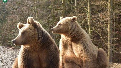 У Карпатах вже прокидаються ведмеді