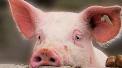 На Львівщині завершили утилізацію свиней: спалили понад 100 тис  туш