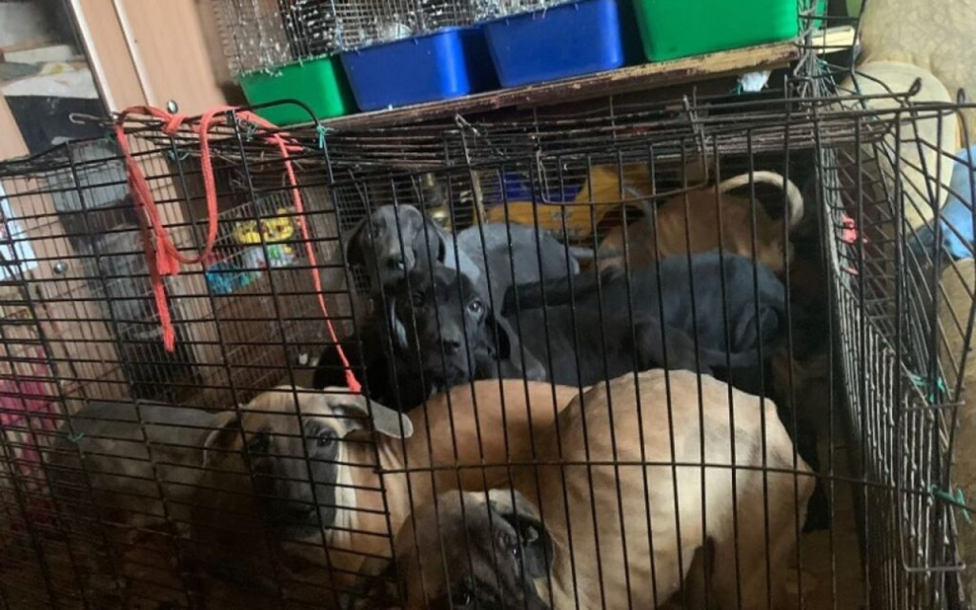 У Києві матір тримала 5-річну доньку під замком із 10 собаками
