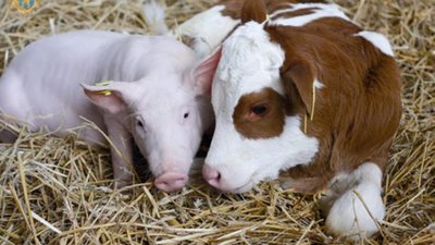 Аграрії Львівщини можуть скористатись програмами підтримки з державного бюджету