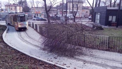 У Львові дерево впало на трамвайну колію: «двійка» курсує за зміненим маршрутом (ФОТО)